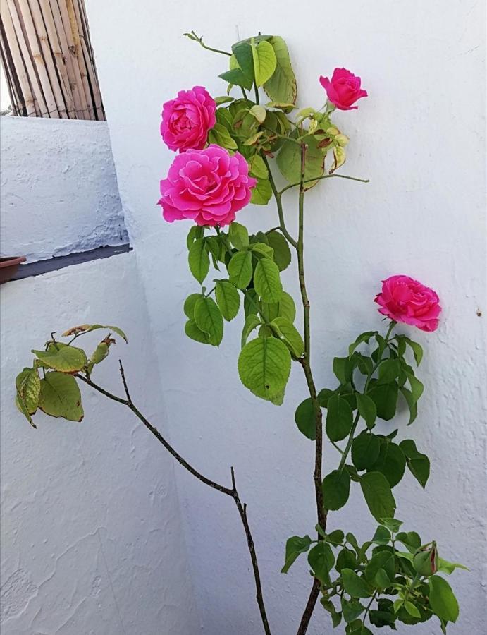 Ferienwohnung Medina Baguh  Priego de Córdoba Exterior foto